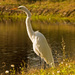 Egret on the Lakeside! by rickster549