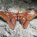 Butterfly or Moth by ianjb21