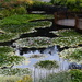 Royal Hobart Botanical Gardens (1) by kgolab