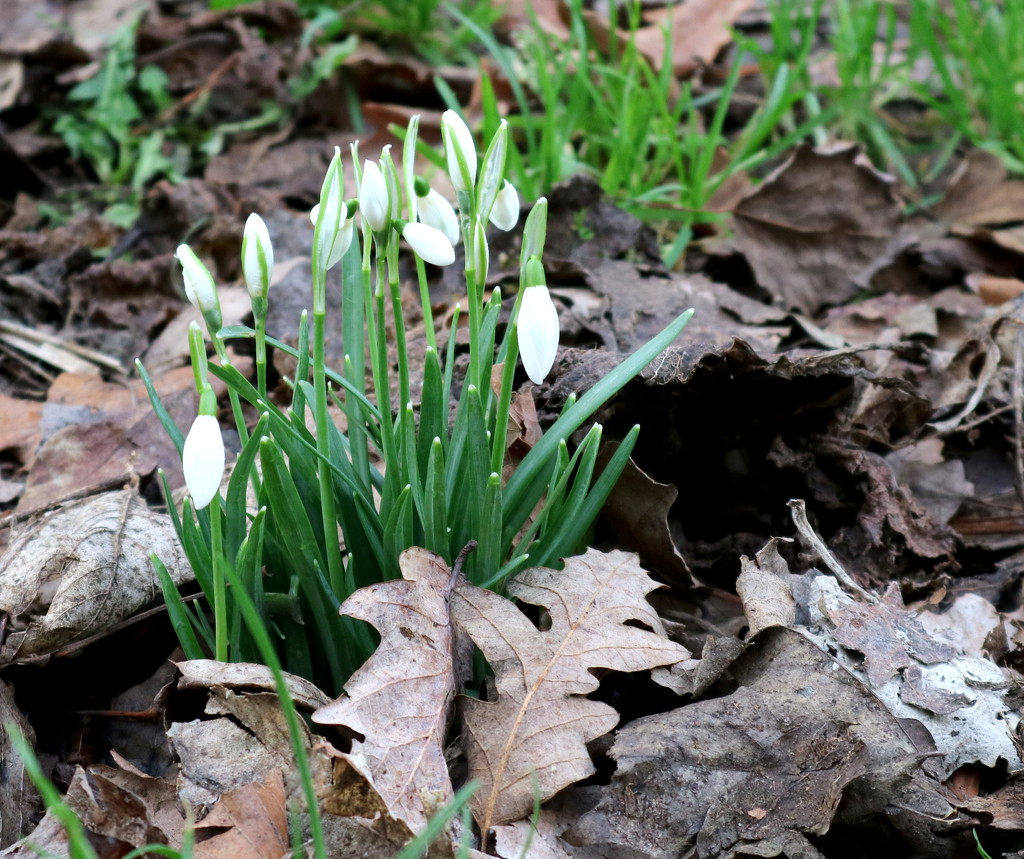 Snowdrops Are Here Again by davemockford
