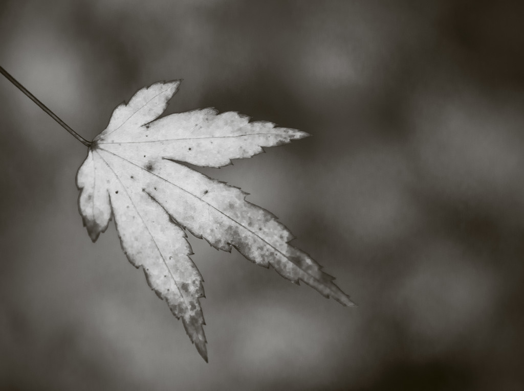 Leaf by newbank