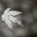 Leaf by newbank