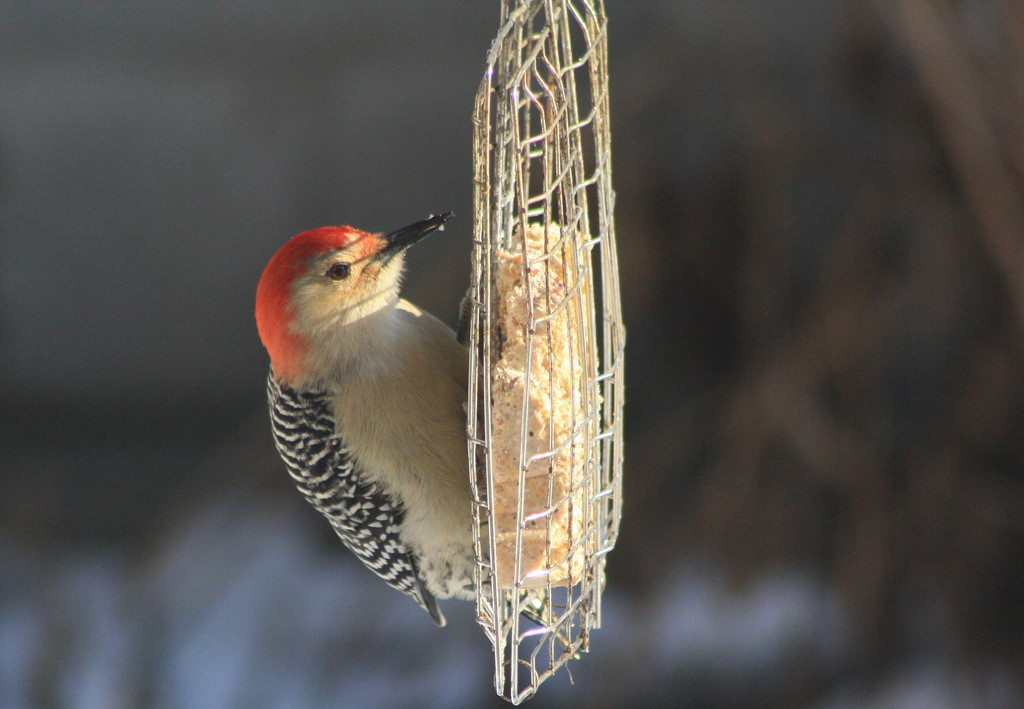 Look who came to the feeder by bruni