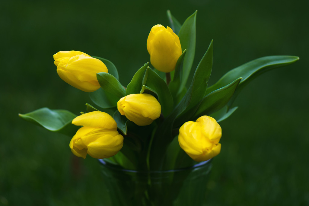 Tulips by rumpelstiltskin