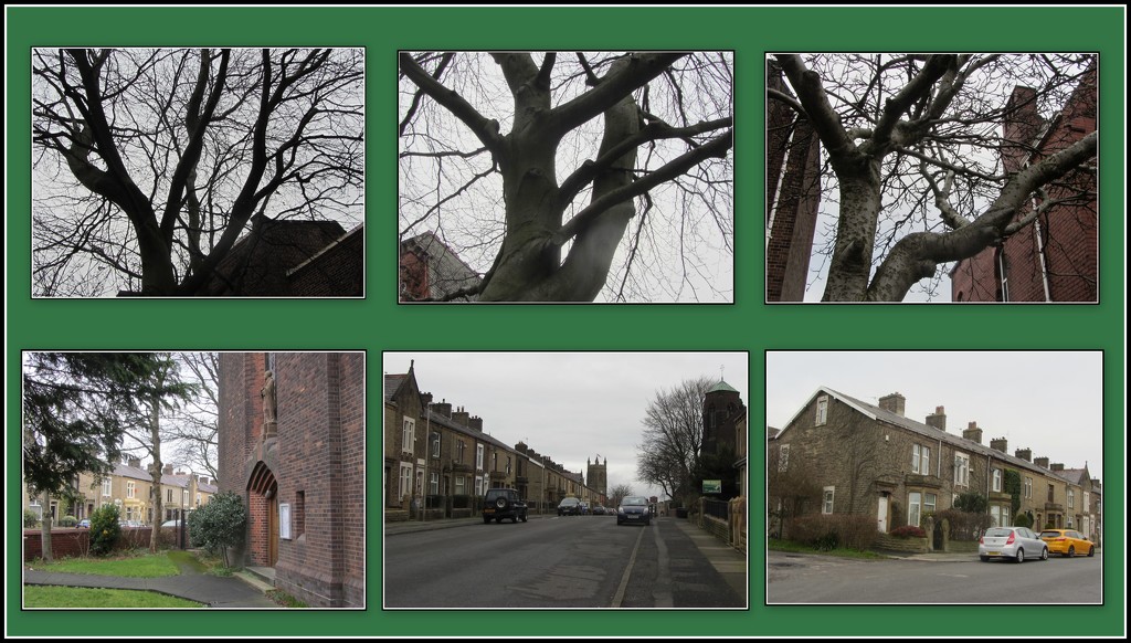Winter branches and Rishton street scenes. by grace55
