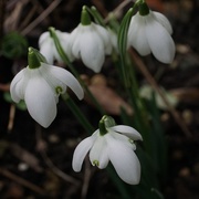 15th Jan 2019 - today it's snowdrops