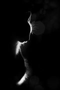 15th Jan 2019 - 2019-01-15 backlit kitty silhouette