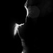 2019-01-15 backlit kitty silhouette by mona65