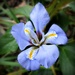 Winter flowering iris by judithdeacon