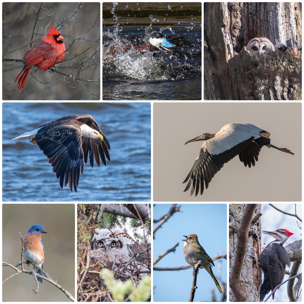 A few of my bird captures from 2018 by dridsdale