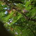 Flitting through the trees by kiwinanna