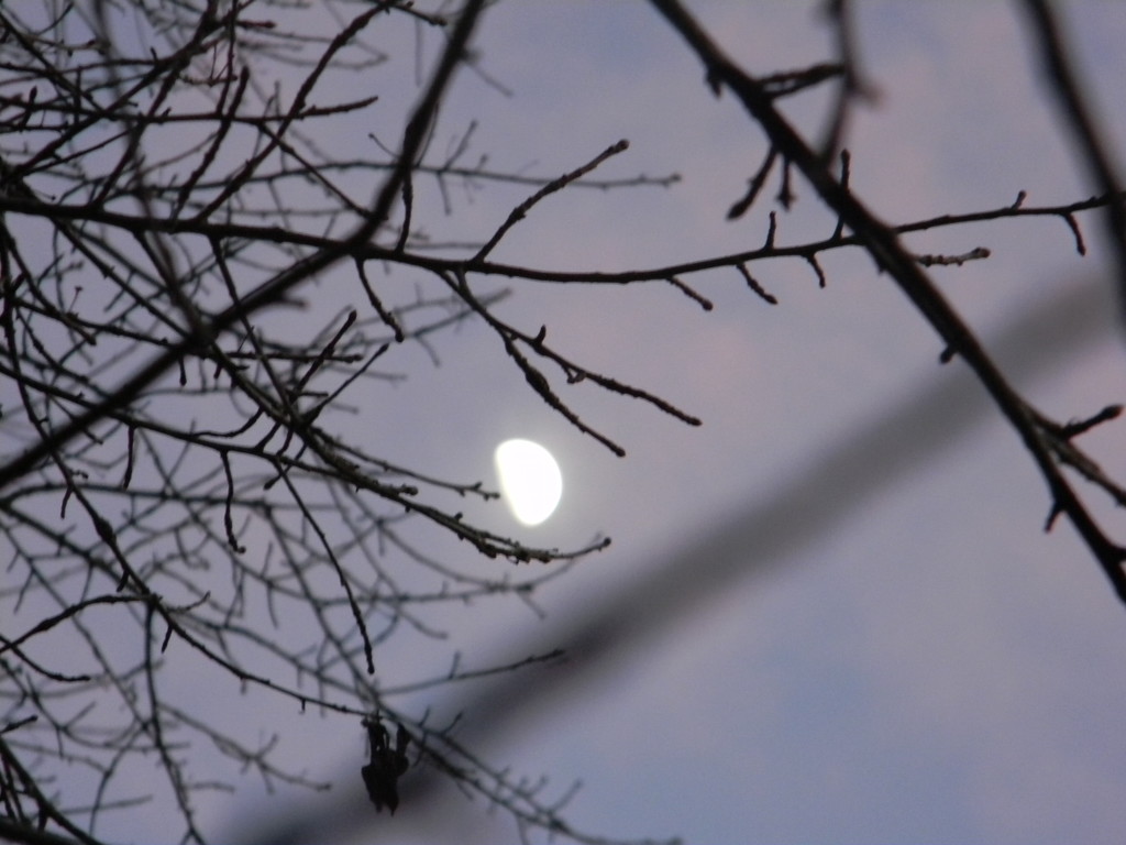 Moon Surrounded by Branches by sfeldphotos