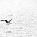 Flight of the gull by kiwinanna
