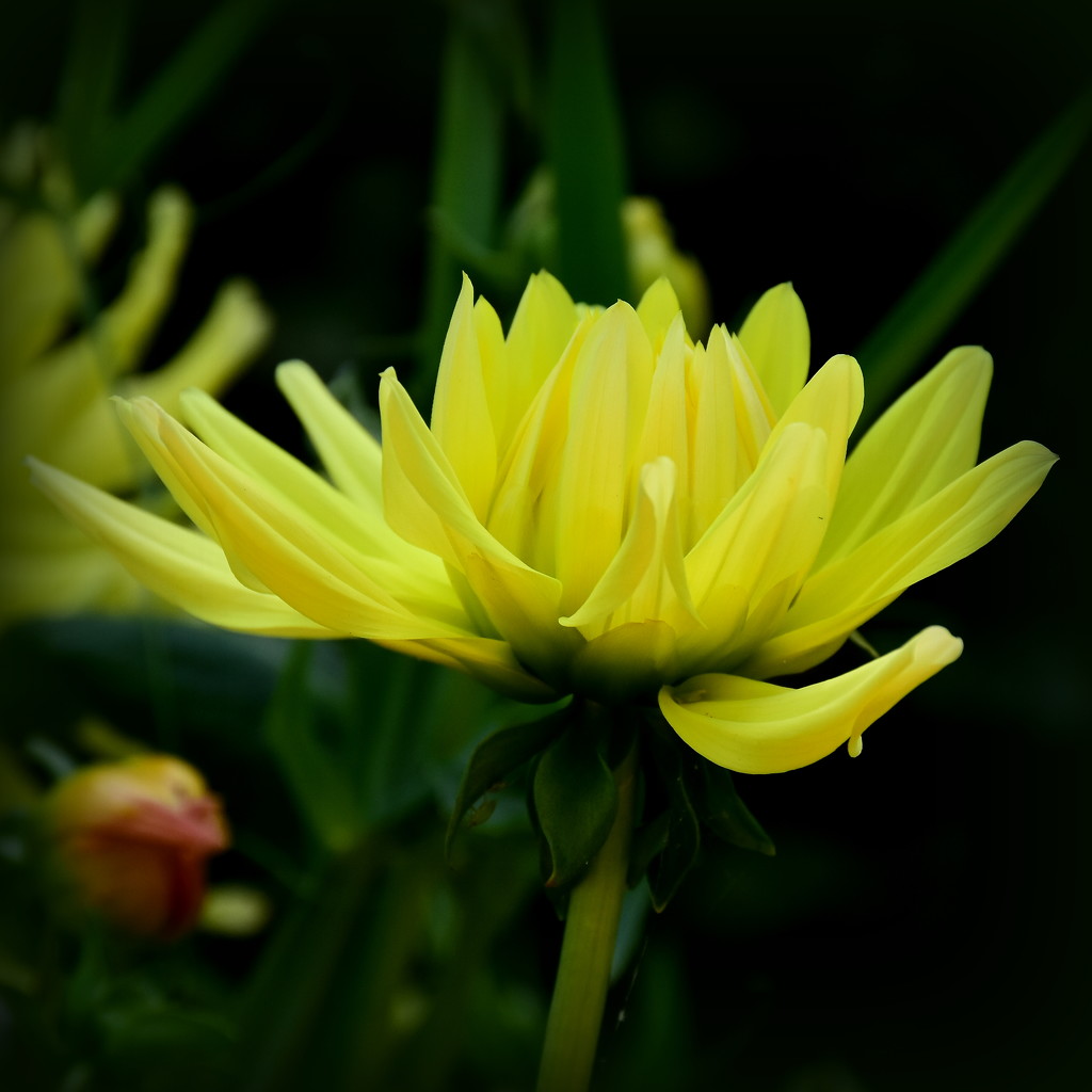 Dahlia or Chrysanthemum? by nickspicsnz