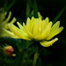 Dahlia or Chrysanthemum? by nickspicsnz