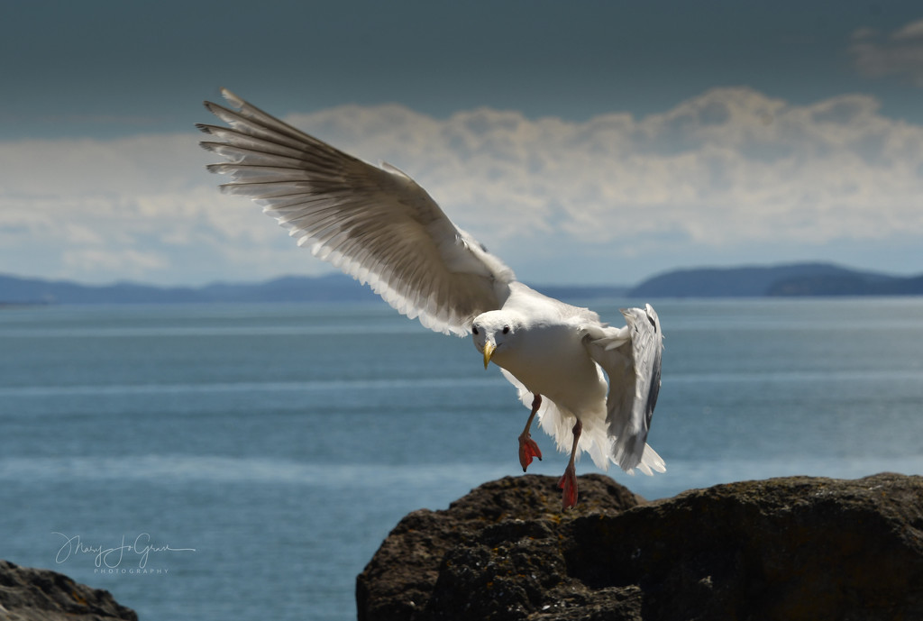 ~Seagull~ by crowfan
