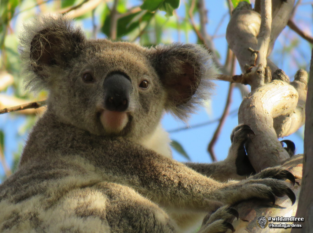 you again! by koalagardens