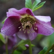 16th Jan 2019 - just another purple hellebore 