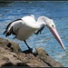 Pelican shaking his head by loey5150