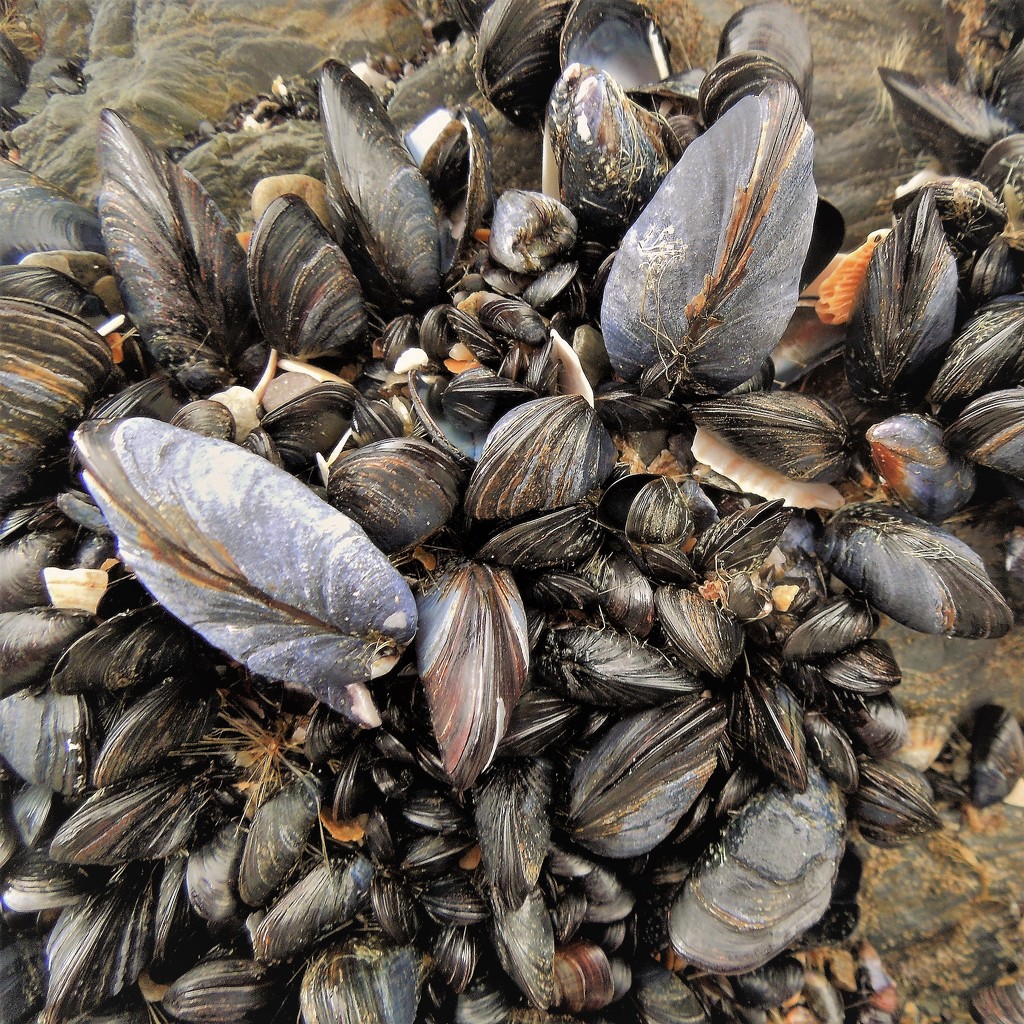 Wild mussels on rocks by etienne