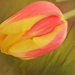 Tulip #2 by ziggy77