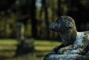 13th Jan 2019 - Little Lamb in the Cemetary