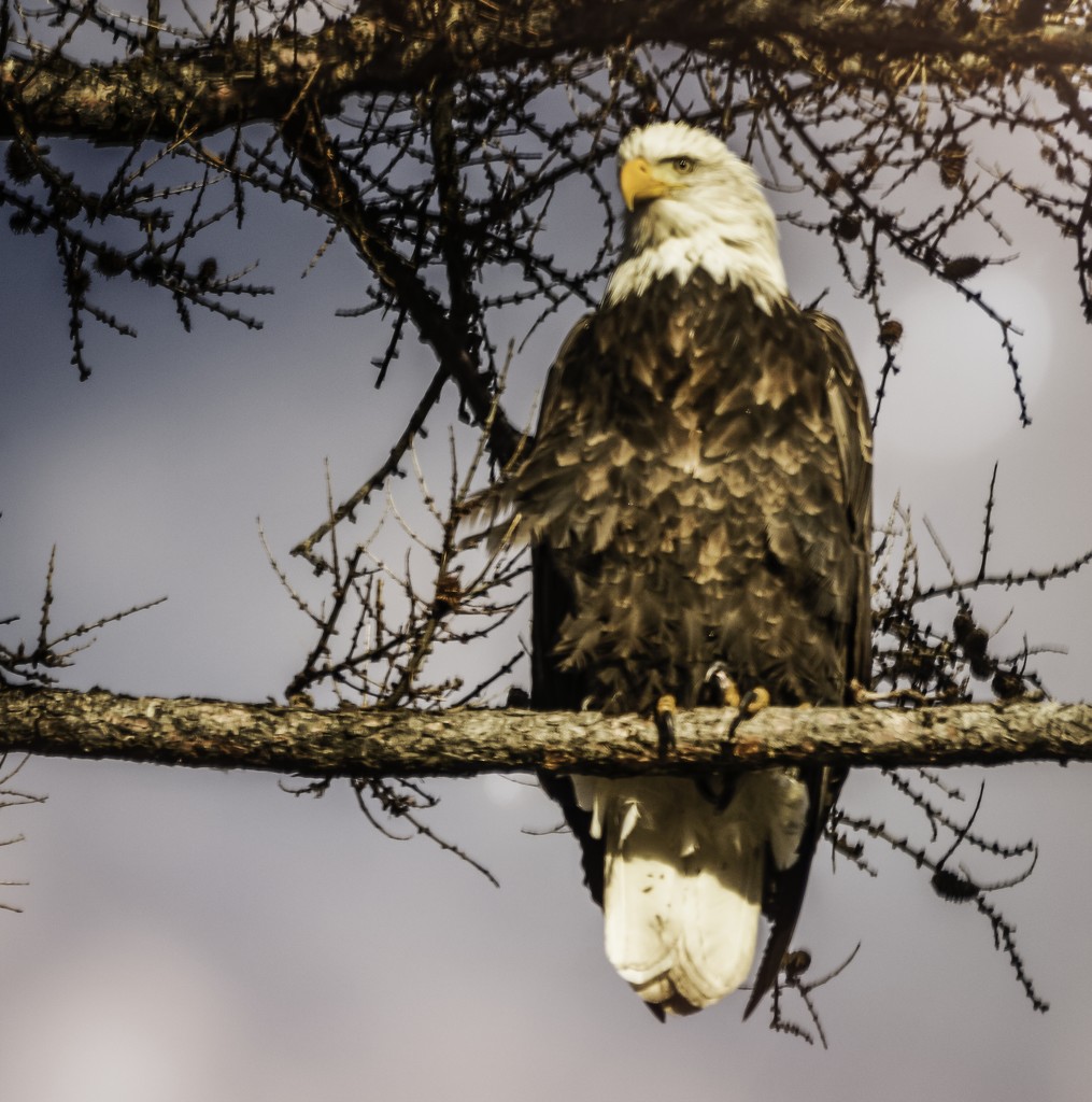 Adult Bald Eagle by 365karly1