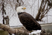 11th Jan 2019 - Bald Eagle On His Perch