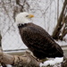 Bald Eagle On His Perch by randy23