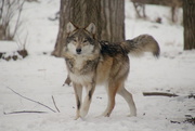 10th Jan 2019 - Mexican Gray Wolf