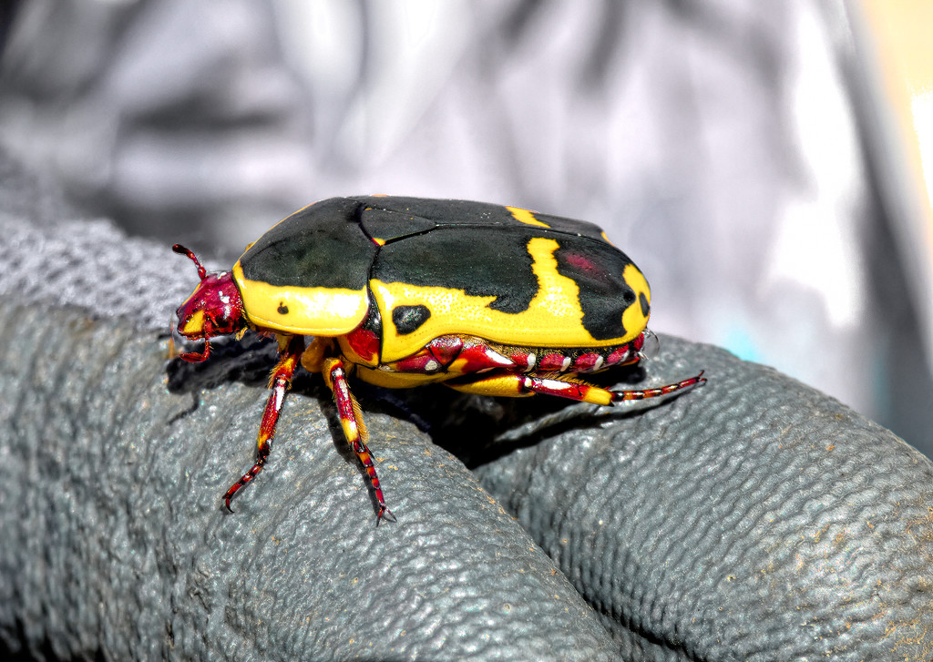This nasty African Fruit Beetle by ludwigsdiana