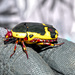 This nasty African Fruit Beetle by ludwigsdiana