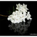 Brunfelsia Undulata White Caps/ Fragrant Earth by julzmaioro