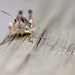 grasshopper by ulla