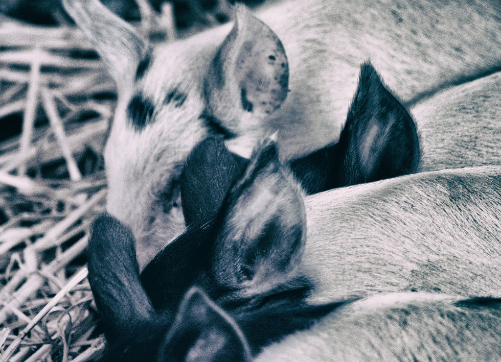 piglets by annied