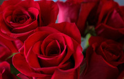 17th Jan 2019 - Anniversary roses