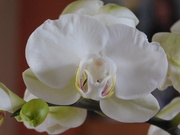 15th Jan 2019 - White orchid