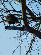 16th Jan 2019 - Blackbird in a black tree