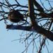 Blackbird in a black tree by 365anne