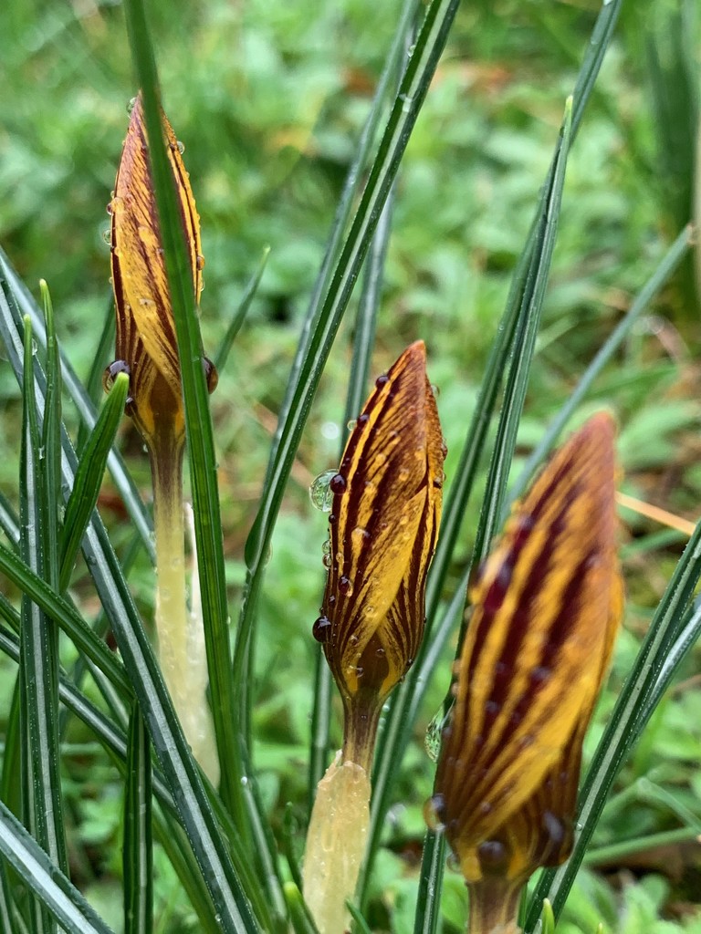 Crocuses by 365projectmaxine