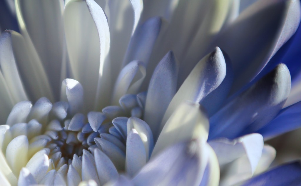 Snow Blue Chrysanthemum by paintdipper