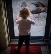 17th Jan 2019 - A toddler and a trio of turkeys