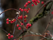 17th Jan 2019 - bittersweet berries