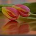 Two tulips......... by ziggy77