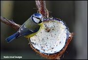 17th Jan 2019 - He's discovered the coconut shell full of suet