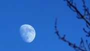 17th Jan 2019 - Blue Moon