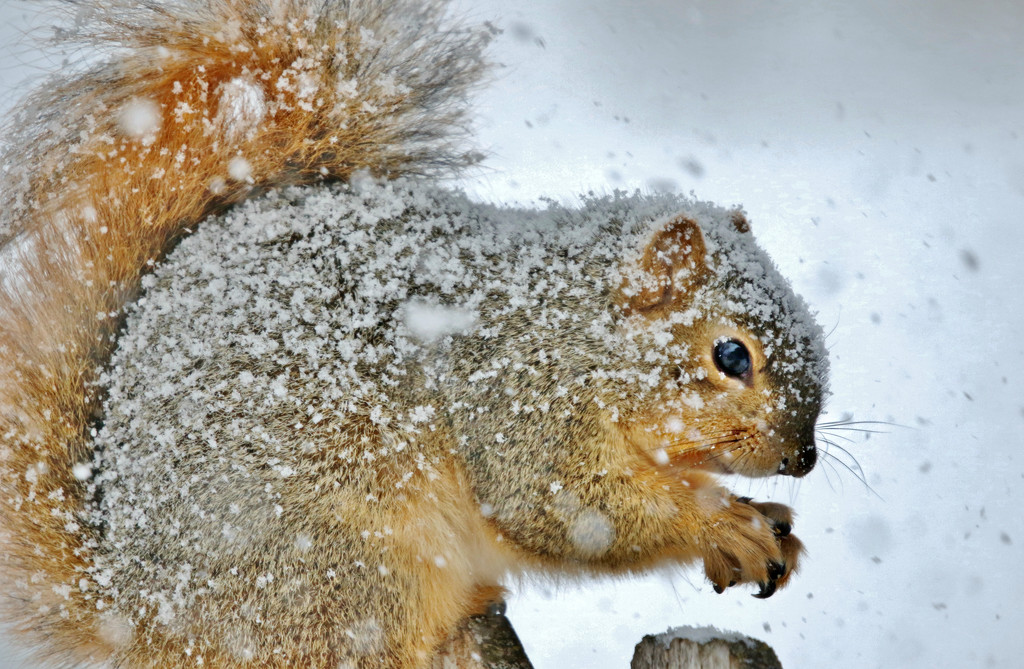 Snowy Fur by lynnz
