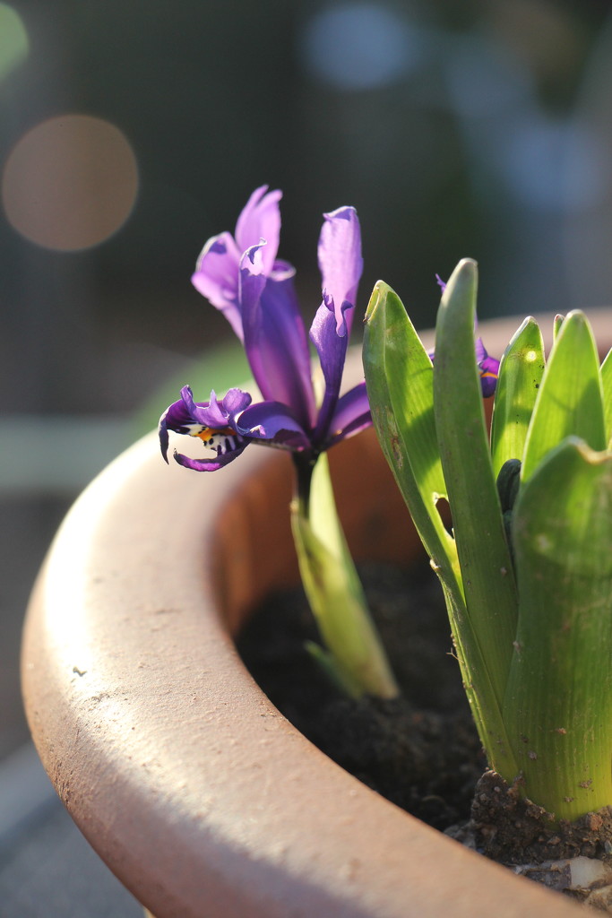 Blue Iris by daffodill