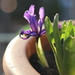 Blue Iris by daffodill