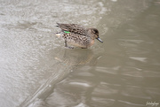 17th Jan 2019 - Green-winged Teal Duck!